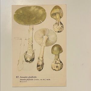 Vintage Mushroom Art Print - Green and Brown